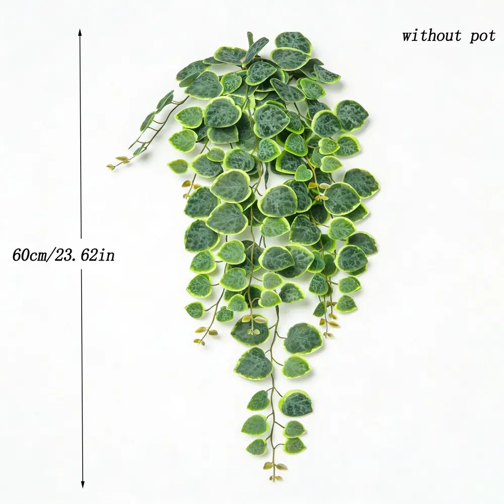 weeping jade plant Trailing Jade 'Senecio jacobsenii' 1 Gal. / Black / With Pot