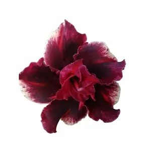 Green River 4 Pcs Double Red Magenta Desert Rose Seeds - Exotic Desert Rose Plant Seeds for Bonsai, Pots & Outdoor Gardens, Premium Perennial Flower Seeds for Gardening, Easy Growing Desert Rose from Seeds, Vibrant Tropical Blooming Succulent