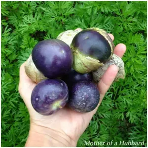 Tomatillo Seeds -Purple -Mexican husk tomato
