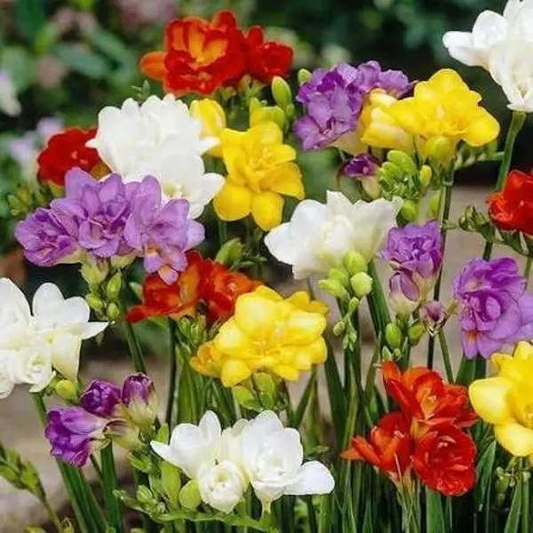South African Freesia Flower Bulbs (10 Bulbs) - Citrus-Scented, Colorful Deep Purples, All-Season Growth, Full Sun Tolerant, Pollinator-Attract Garden Supplies Fragrant