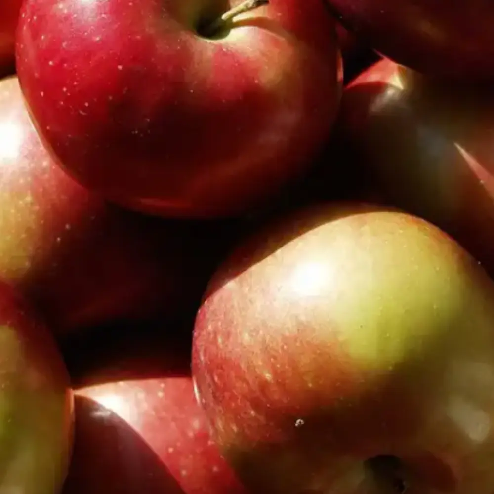 Macintosh Apple