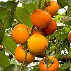 American Common Persimmon Tree 6 to 10 inch Tall Plant