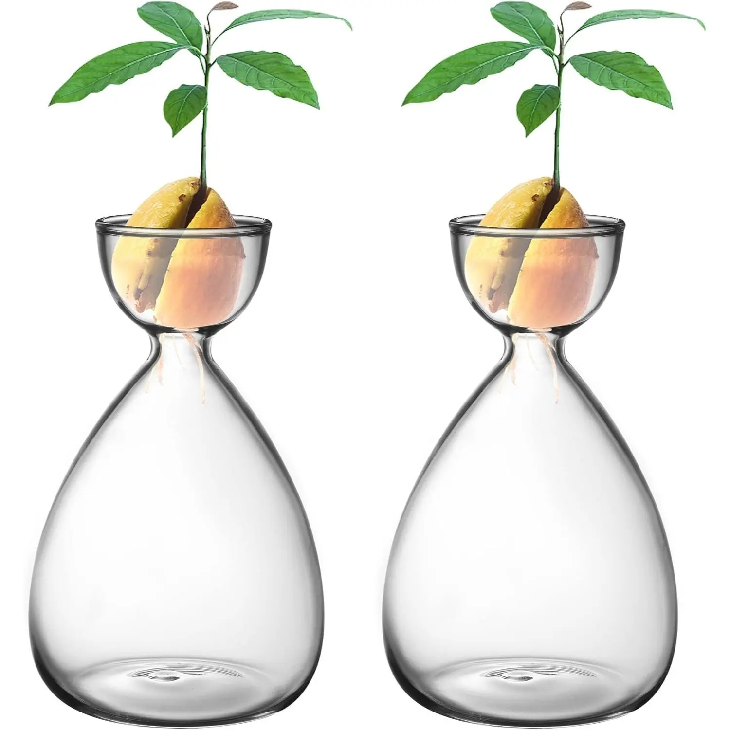 2-Pack Small Avocado Seed Growing Vase Avocado Tree Planting Set Avocado Glass Planter Vase Gardening Enthusiast Gift (2 Avocado Vases)