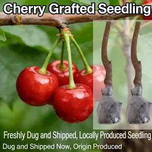 .Cherry Live Plant Malpighia emarginata Compact Size Fruiting Plant Great for Gardens & Containers 17 to 19inch Height Strong Sapling