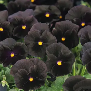 100 Seeds Viola Black Pansy Flower Seeds for Planting