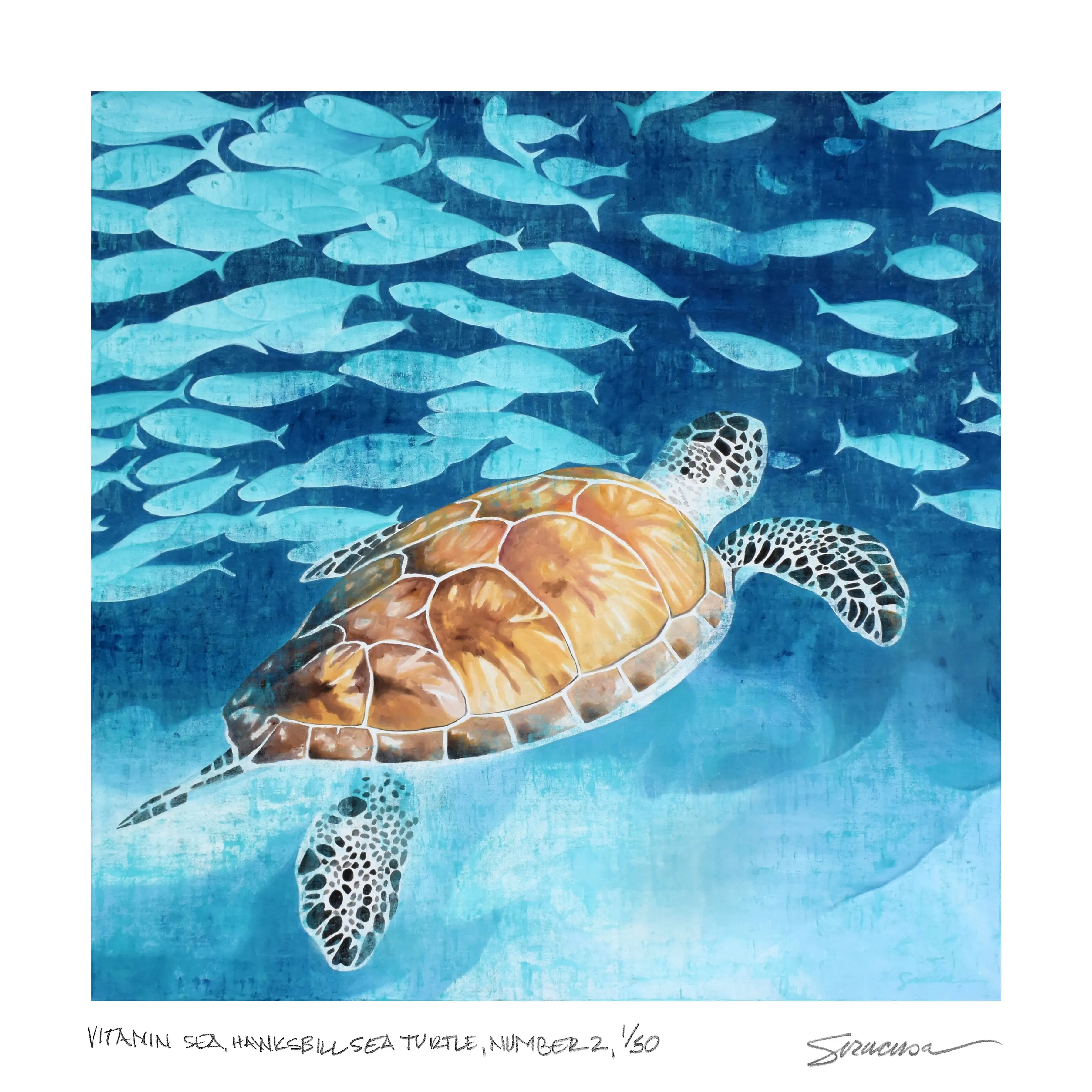 Vitamin SEA, Hawksbill Sea Turtle, Number 2, Limited Edition Print, 12" x 12"