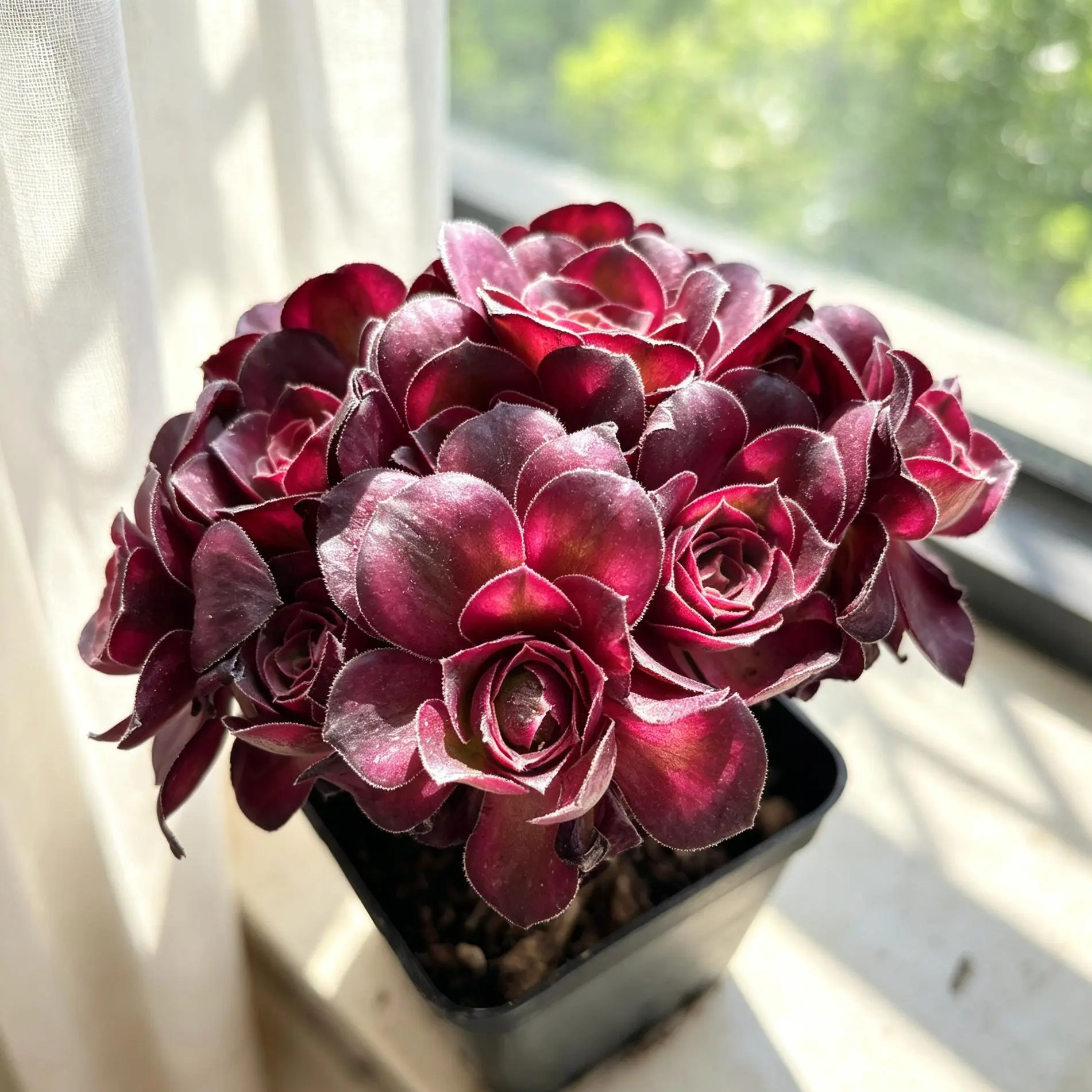 Rare Aeonium 'Nafu' Succulent Plant | Live Bare Root Succulent | Easy Care Houseplant, Garden Decor & Plant Lover Gift