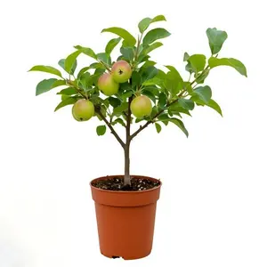 Dwarf apple tree living plant, self-pollinating fruit tree, suitable for garden potting, bears sweet apples, the choice for home gardens