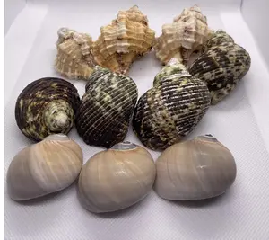 Mix Natural Shell. Pack of 10.