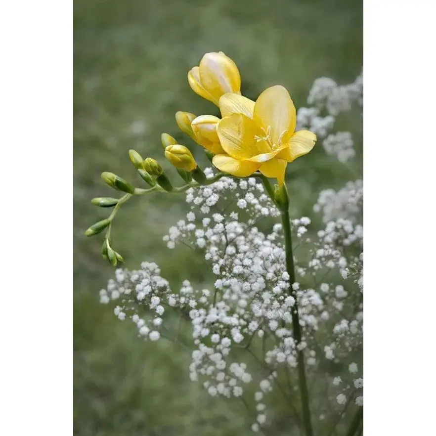 Freesia & Jasmine - Premium Fragrance Oil