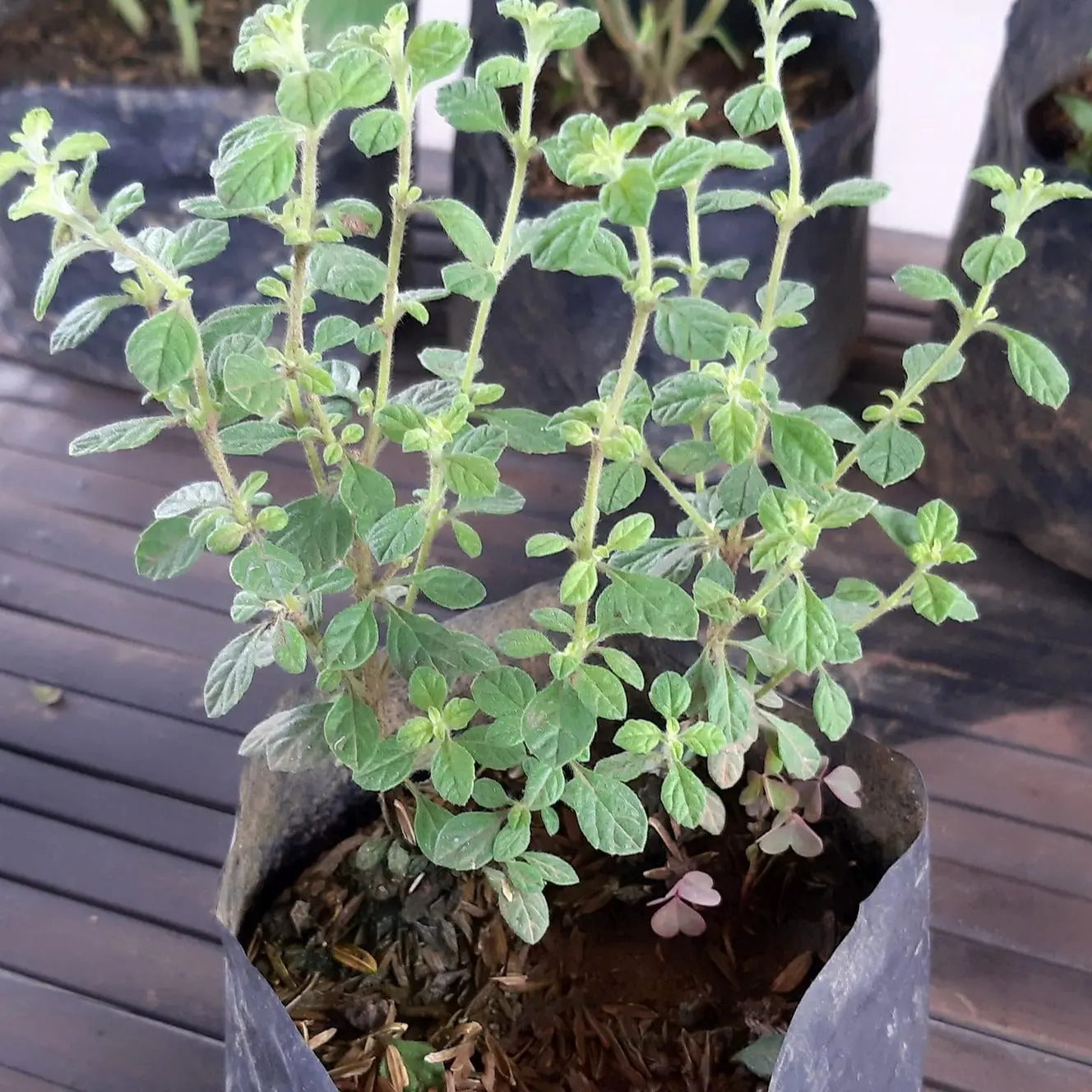 Organic Italian Oregano Seeds (Origanum vulgare) – 200+ Seeds for Herb Gardens, Culinary Use, and Mediterranean Cooking