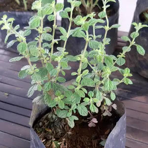 Organic Italian Oregano Seeds (Origanum vulgare) – 200+ Seeds for Herb Gardens, Culinary Use, and Mediterranean Cooking