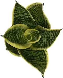 Snake Plant Futura Superba Golden Hahnii Snake 4-6in Tall