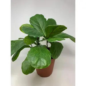 Fiddle Leaf Fig - Live Plant in a 6 Inch Pot - Ficus Lyrata - Beautiful Easy to Grow Air Purifying Indoor Plant