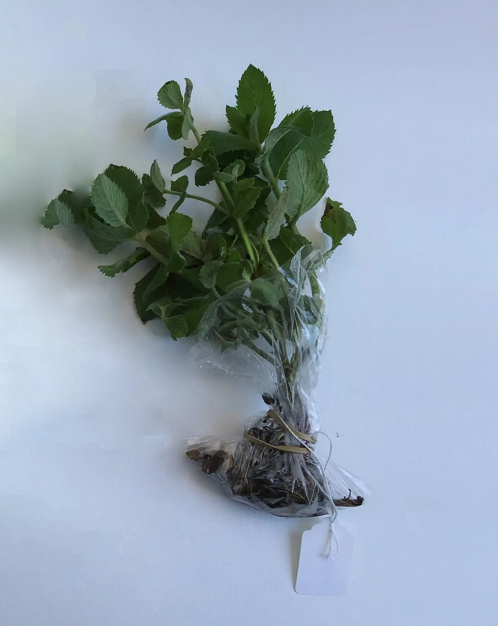 Apple Mint — Mentha suaveolens - (8 Bare Root Plants)