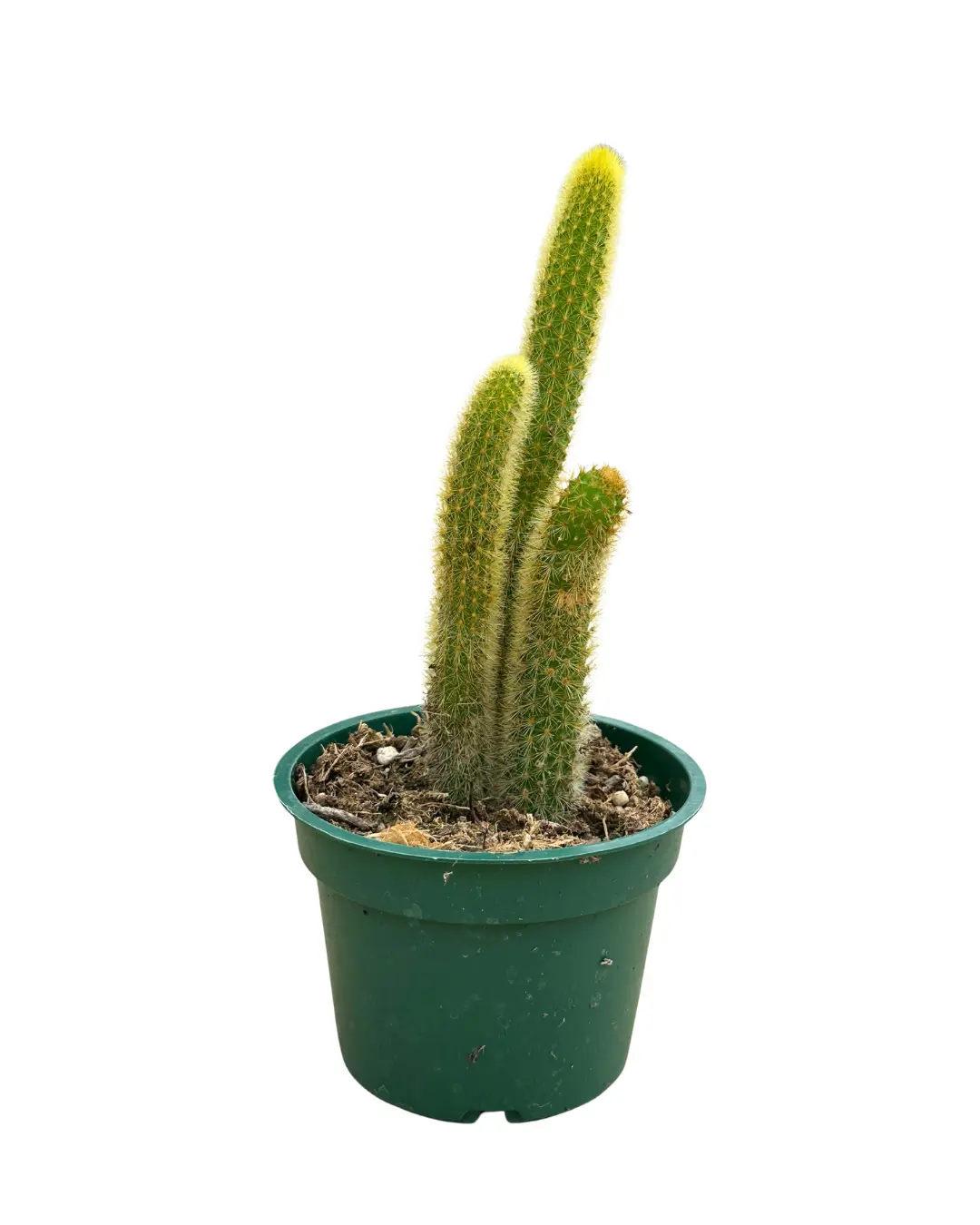 4" Golden Rat Tail Cactus – Cleistocactus Winteri – Live Plant