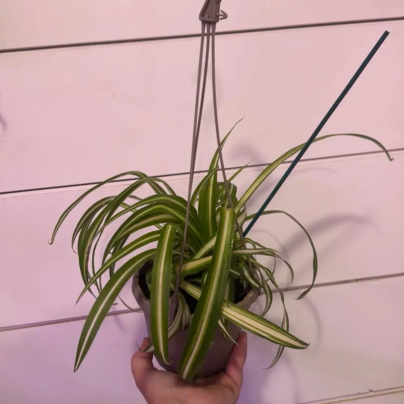 spider plant light - TikTok Shop