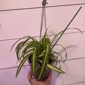 Spider plant
