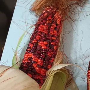 Bloody Butcher Corn Seeds (Zea mays) Historic heirloom dent corn with deep red kernels, ideal for cornmeal, flour production, and ornamental displays