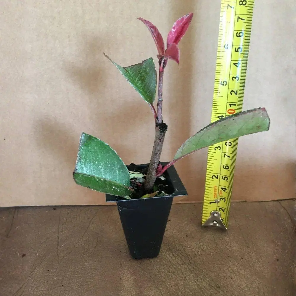 Photinia Red Tip (Photinia × fraseri) Live Starter Shrub Plants, Fast-Growing Deer-Resistant Evergreen Privacy Hedge, Privacy Screen for Home Improvement Outdoor Gardens, Easy to Shape All Seasons Plant