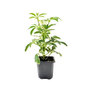 Schefflera arboricola 'Moondrop', Umbrella Tree, Air Purifier 3” Pot