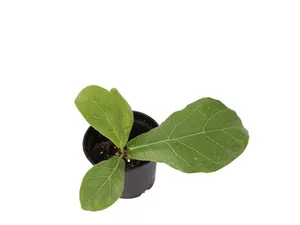 Fiddle Leaf Fig 2” Potted Live Plant - Ficus Lyrata - Iconic Houseplant - Violin Shaped Leaves - Tropical Indoor Tree - Trendy Home Decor - Glossy Green Foliage - Designer Plant - Statement Greenery - Interior Design Favorite