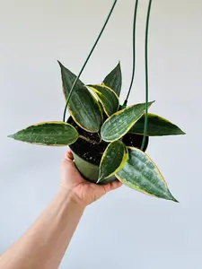 Hoya Macrophylla 'Outer Variegated' - 6" Hanging Basket