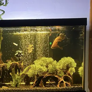 Aquarium Filter Media Organic Filtration Resin for Freshwater & Saltwater Fish Tank Removes Driftwood Tannins Yellow Water 300 ml 2 Packs