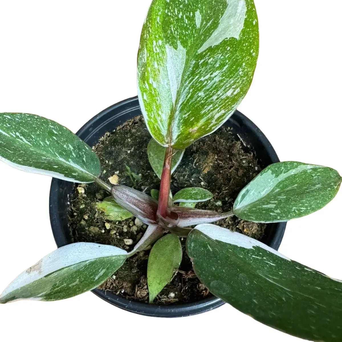 Philodendron Red Anderson Hybrid Plant - 4in Potted, Red Stems, Variegated Leaves, Indoor Home Decor Accent