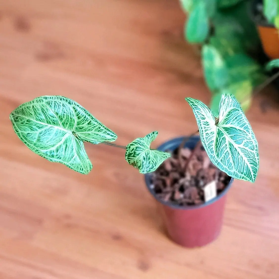 Syngonium Batik