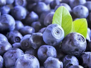 20 DWARF BILBERRY Vaccinium Caespitosum Whortleberry Blue Berry Fruit Shrub Seed