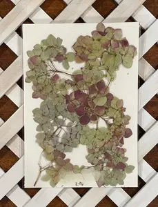 Handpicked Dried Pressed Hydrangea Flowers - Stems Organic from Pennsylvania