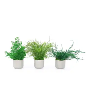 Ceramic Small Pot with Preserved Moss and Ferns Handmade, Single Pot- no water required