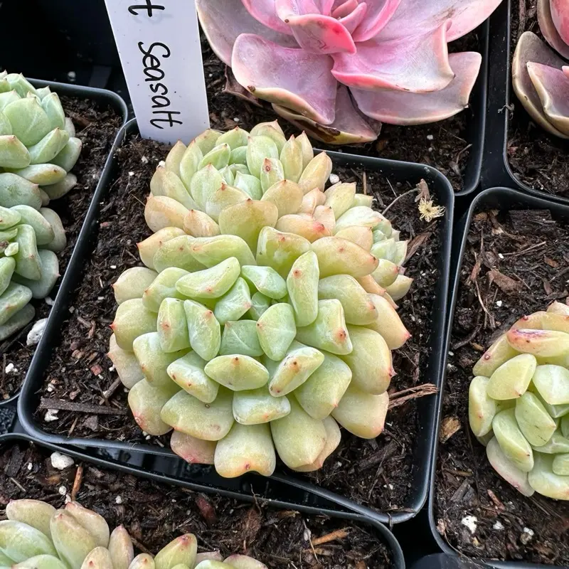 Echeveria 'Mint Seasalt' Cluster (around 3.5'') - Bare Root Succulents - Terra Tales