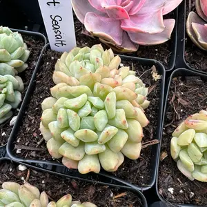Echeveria 'Mint Seasalt' Cluster (around 3.5'') - Bare Root Succulents - Terra Tales