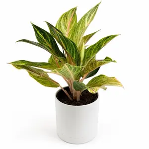 Aglaonema Golden Fluorite 6" Pot Chinese Evergreen Variegated Green & White Leaves Easy Care Beginner Friendly Houseplant United States Origin