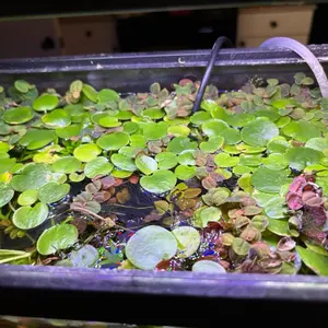 Red Root Floater and Frogbit Mixed Portion - Aquatic Plant Variety for Your Needs