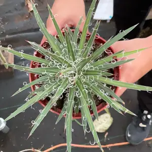 Agave leopatdi Agave leopatdi