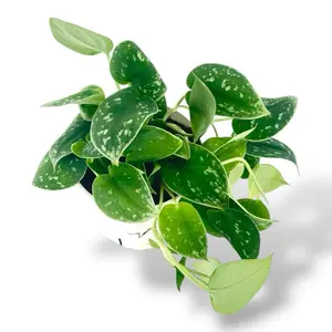 Satin Pothos, 4 Inch Pot, Live Plant