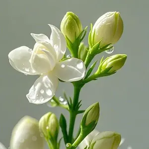 Jasmine Flower Seeds for Planting Fragrant Plant Seeds Non-GMO Garden Home Jasmine Garden Balcony Flower All Seasons Versatile Use Attractive Pollinators Easy to Grow