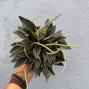 4” Peperomia ‘Rosso’ - easy care live indoor plant - low maintenance