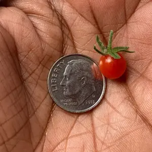 World's Smallest Tomato Organic Seeds (Solanum lycopersicum) – Tiny, flavor-packed tomatoes, perfect for snacking, garnishes, and container gardening.
