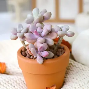 Live Plant Succulents 2''Potted / Moon Stone Succulent/Succulents Cactus Rotted/Live Plants for Home,Garden,Christams gift/Easy Care Plant for Home