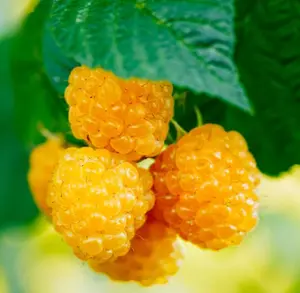 Fall Gold Raspberry Plants Live for Planting 4 to 8 Inch Tall - Berry Fruits Plant  - Yellow Raspberries Bush Live Plant