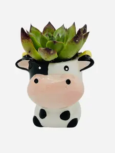 CZ GRAIN Adorable 3 Inch Cow Ceramic Succulent Plant Pot for Home & Office Decor Cute Animal Design