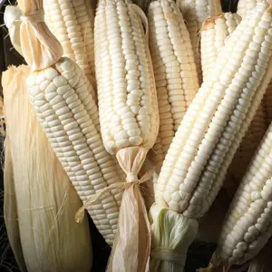 Hickory King White Corn Organic Seeds (Zea mays) – A Southern heirloom staple, known for massive kernels and tall, sturdy plants. A must-have for heirloom corn lovers and survival gardens.