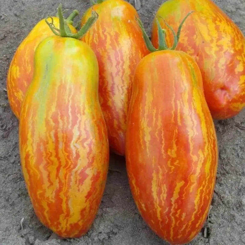 Speckled Roman Tomato Seeds (Solanum lycopersicum) – Heirloom Paste Variety, Striking Red-Gold Stripes, Perfect for Sauces & Roasting