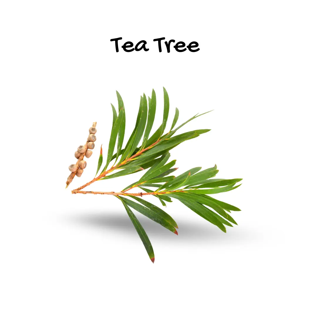 Tea Tree