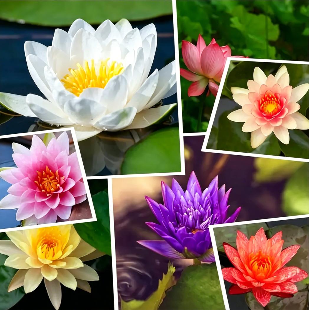 20 Pcs Bowl Lotus Seeds Mix - Beautiful Water Lilys Flower for Aquatic Garden Decor - Non-GMO Fresh Bonsai Plant Seeds