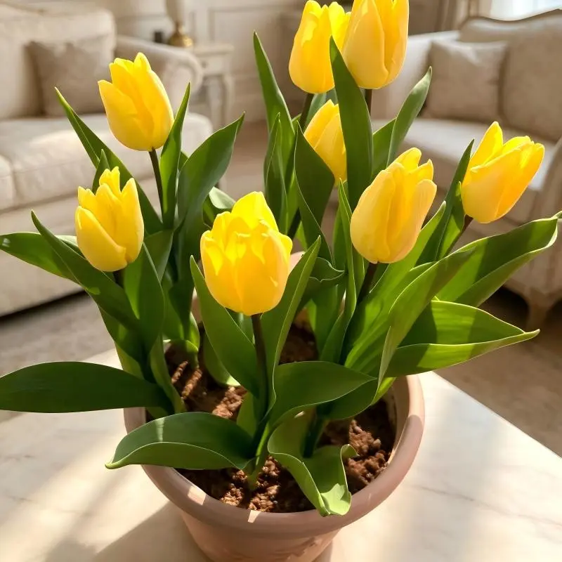 Blooming Tulip Root Bulbs Indoor Outdoor Patio Plant Decoration Easy To Grow
